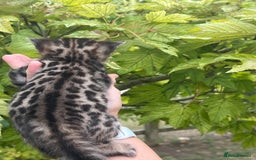 Bengal cats for sale: Tica registered baby Bengal Boys  - Image 14