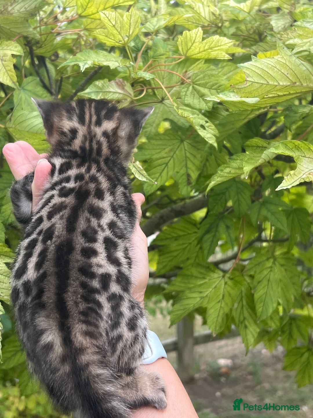 Bengal cats for sale: Tica registered baby Bengal Boys  - Image 14