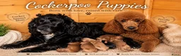 Cockapoo dogs for sale: F1 Showtype Cockapoo - Advert 1