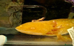 Axolotl reptiles for sale: 2 Albino axolotls with full set up! - Image 6