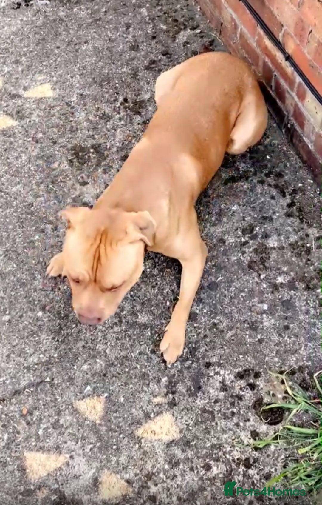 Mixed Breed dogs for sale: Rocco - Image 2