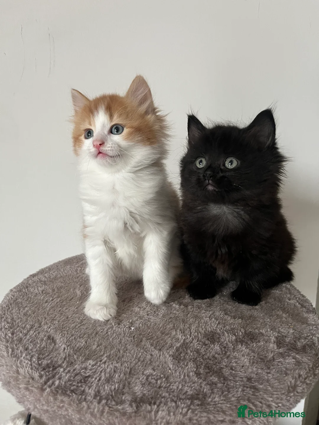Mixed Breed cats for sale: RAGDOLL X KITTENS 💕💙 - Advert 2