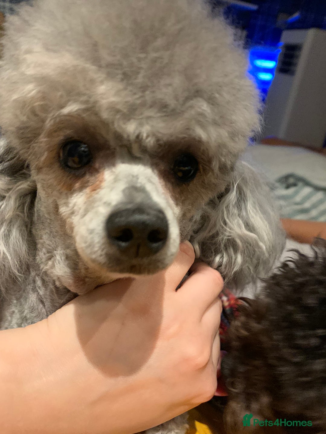 Toy Poodle dogs for sale: Asian Toy Poodle Looking for a Loving Home - Image 2