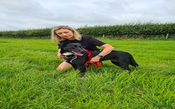 Mixed Breed dogs for adoption: Lottie, gorgeous girl - Image 5