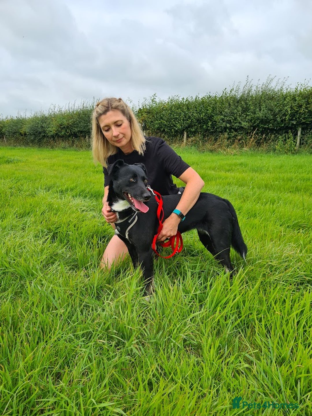 Mixed Breed dogs for adoption: Lottie, gorgeous girl - Image 5