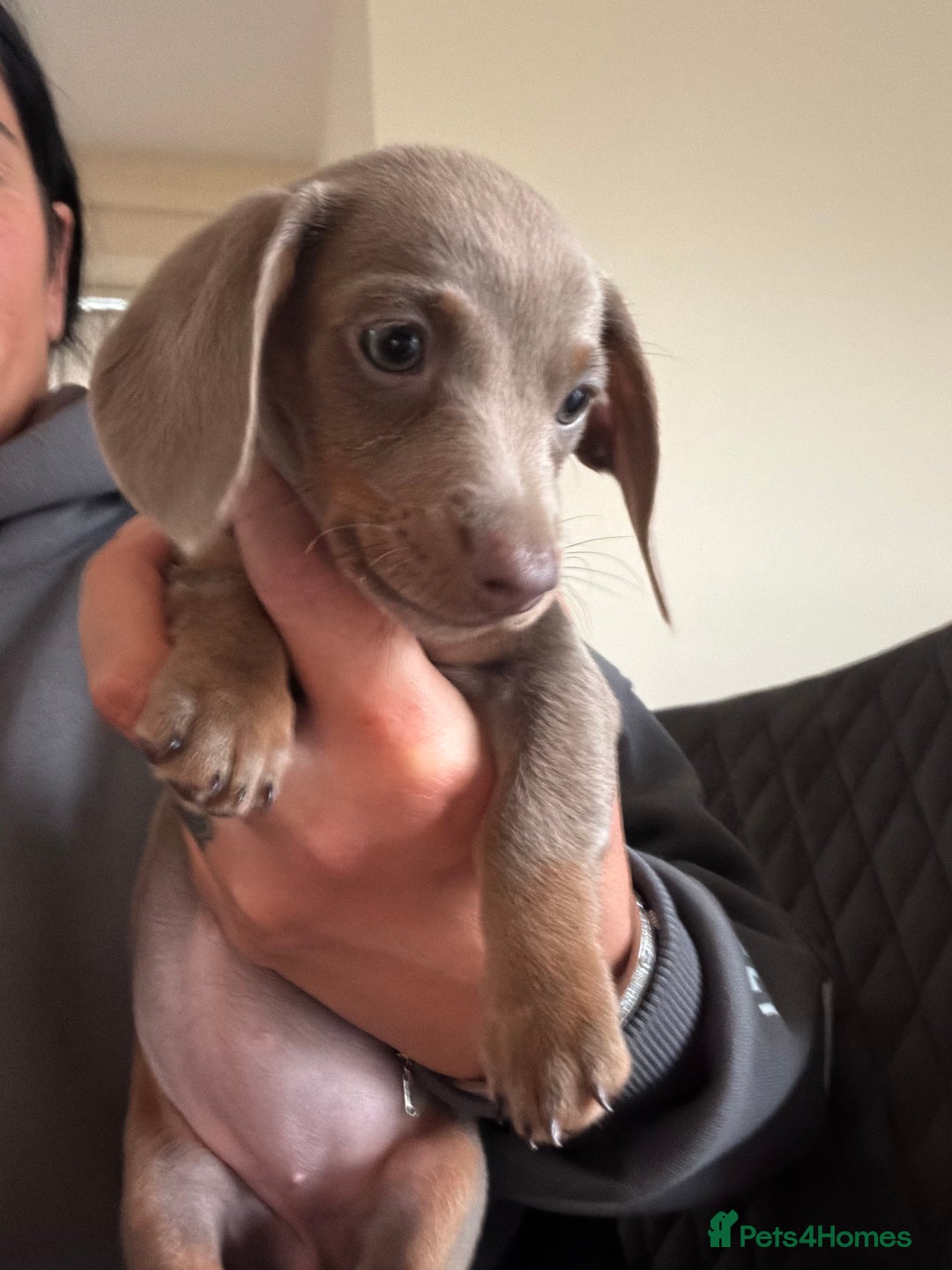 Dachshund dogs for sale: Lilac and tan miniature dachshund  - Advert 3