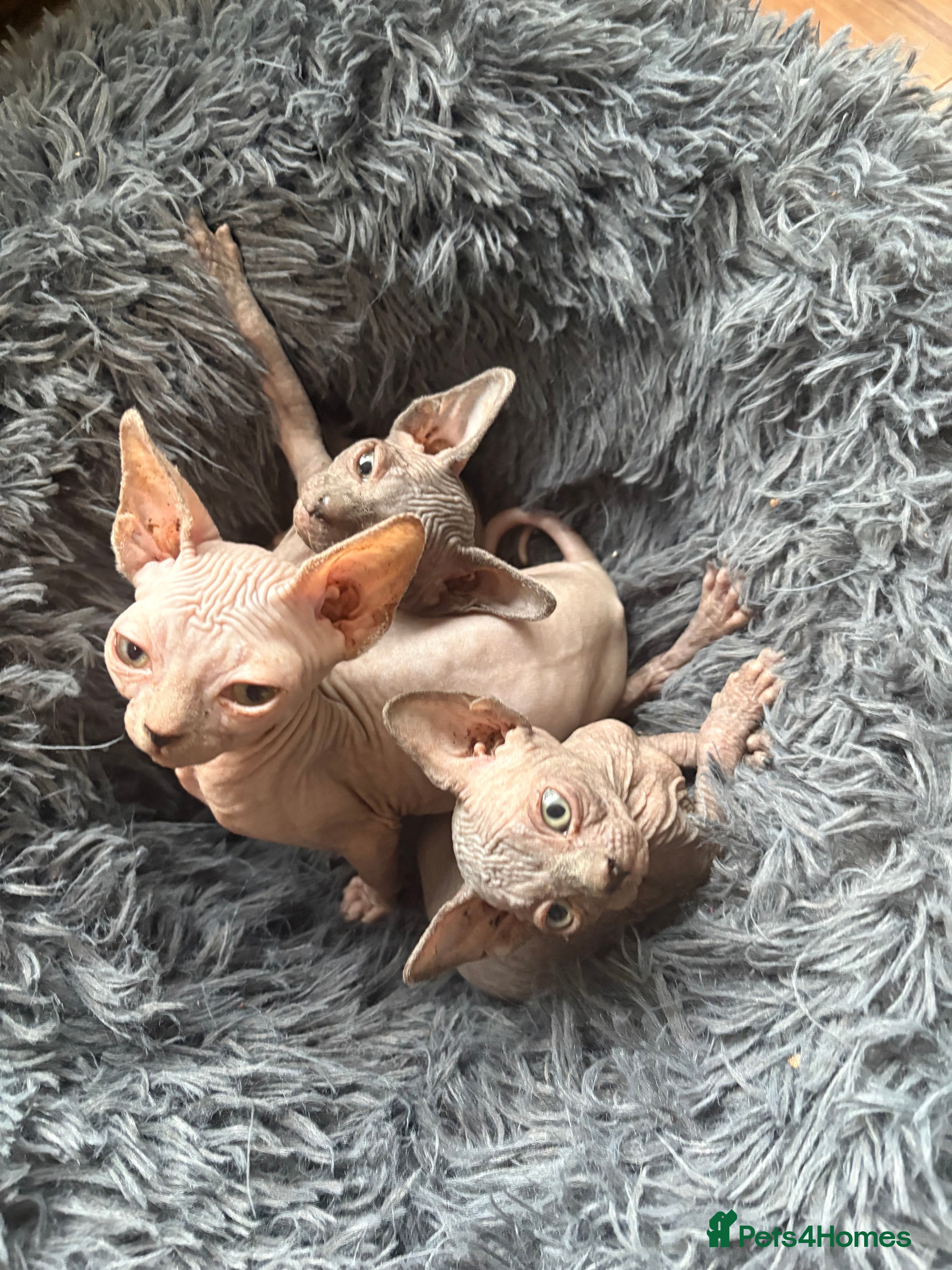 Sphynx cats Beautiful Sphynx girls  - Advert 8