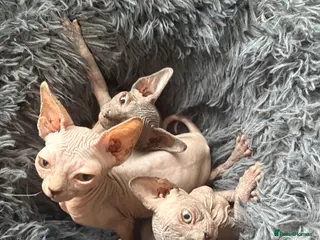 Sphynx cats Beautiful Sphynx girls - Advert 1