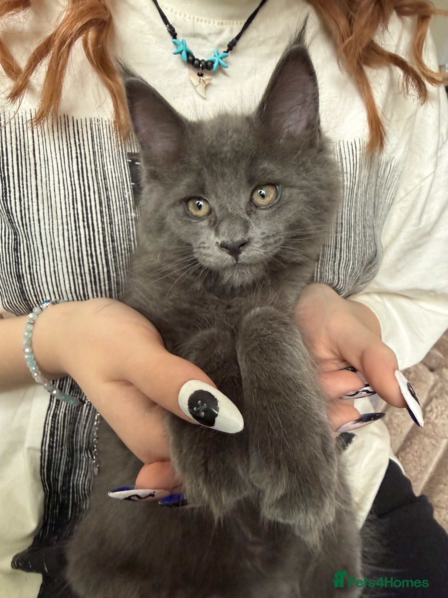 Maine Coon cats Stunning XL Maine Coon Kittens - Advert 4