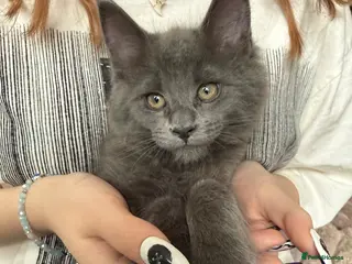 Maine Coon cats Stunning XL Maine Coon Kittens - Advert 6