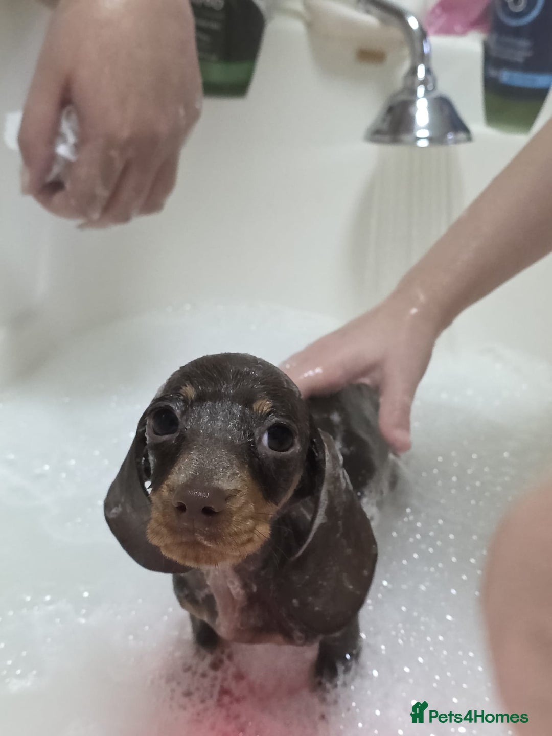 Miniature Dachshund dogs for sale: Last kc girl - Advert 7