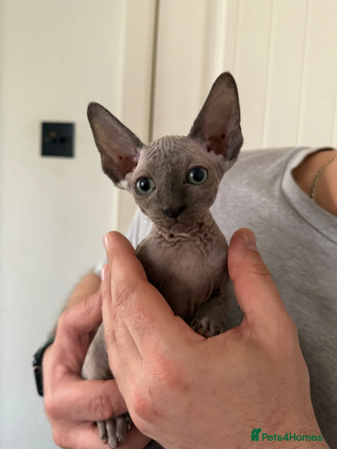 Sphynx cats for sale: Ready to go Canadian Sphynx Kitten  - Advert 1