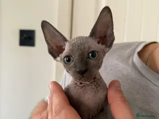 Sphynx cats Canadian Sphynx Kitten - Advert 1