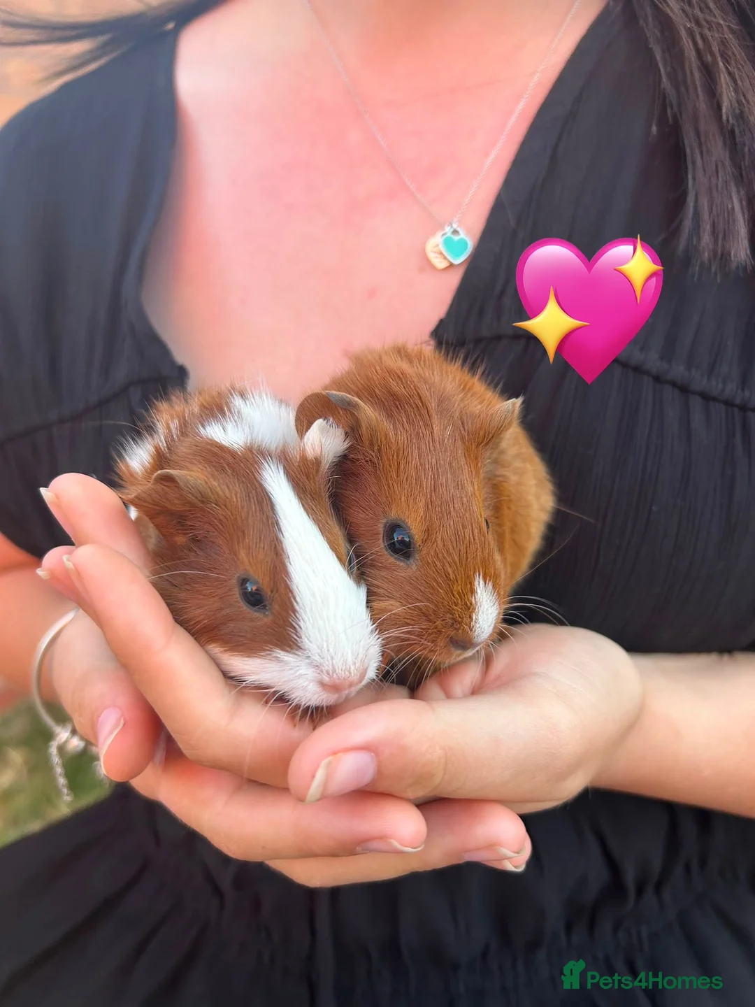 Guinea Pig rodents for sale: Baby Guinea Pigs for Sale  in Melton Mowbray - Advert 2