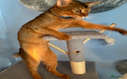 Abyssinian cats for sale: Abyssinian kitten looking for his new forever home - Advert 15
