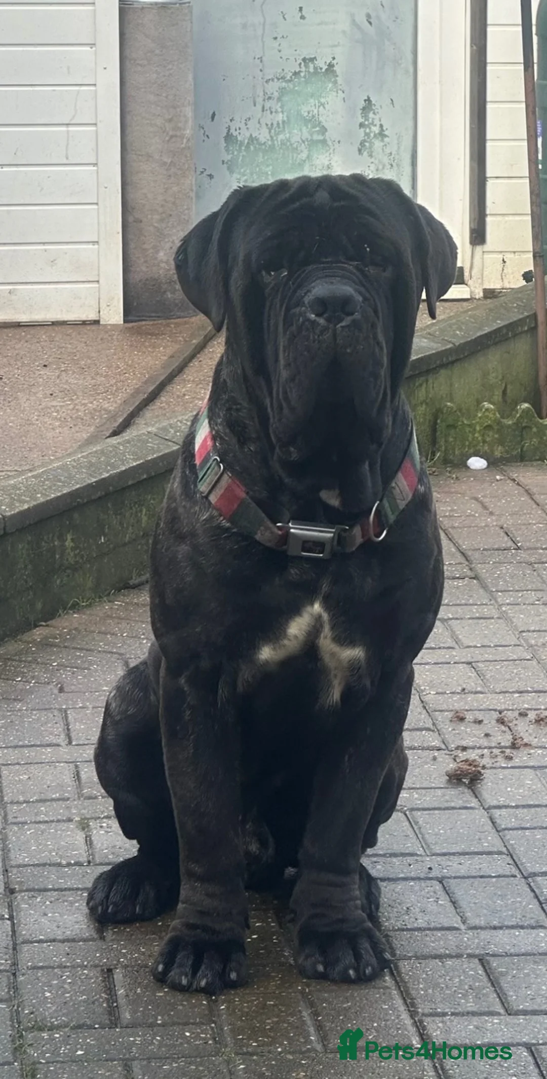 Neapolitan Mastiff dogs for sale: Looking for a loving home  - Advert 2
