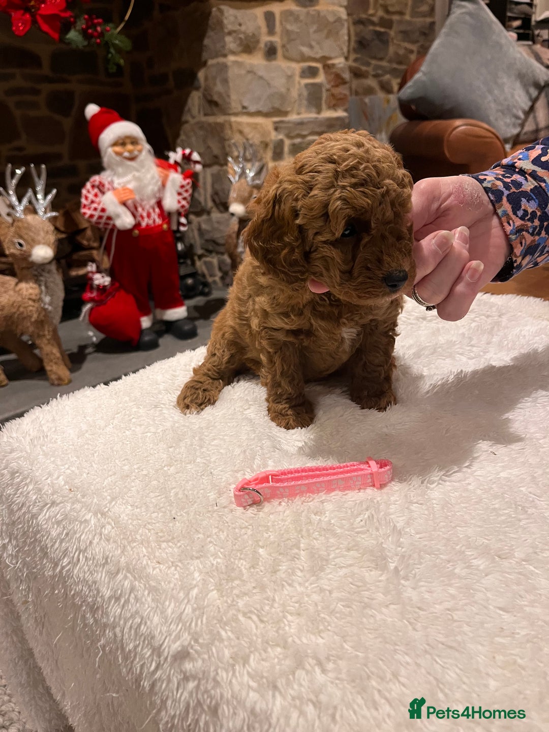 Toy Poodle dogs for sale: Stunning  Red Toy Poodle  puppies  - Advert 3