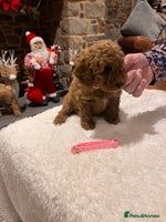 Toy Poodle dogs Stunning Red Toy Poodle puppies - Advert 2