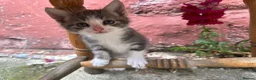 British Shorthair cats for sale: Beautiful kitten ready to leave  - Advert 11