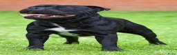 Staffordshire Bull Terrier dogs for stud: Champion sire black carrying blue Stafford stud  - Advert 2