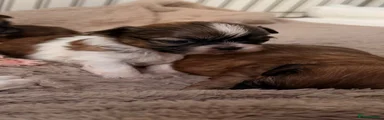 Shih Tzu 6