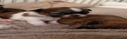 Shih Tzu dogs for sale: 🐶 Adorable Shih Tzu Puppies for Sale 🐶  - Advert 6