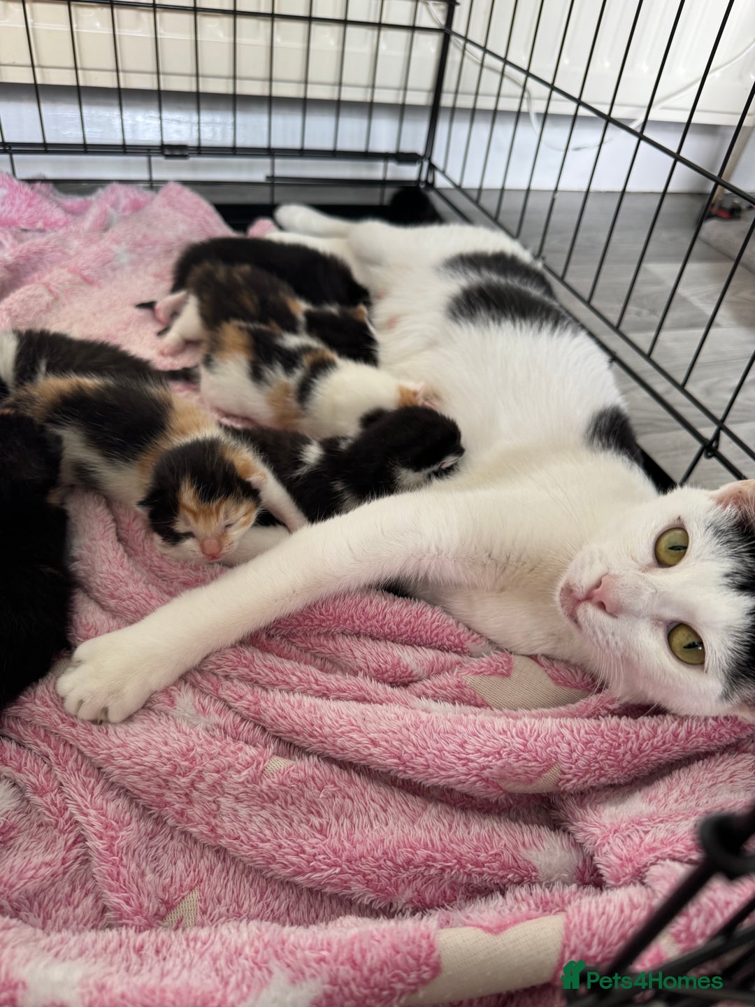 Mixed Breed cats for sale: Beautiful litter of kittens  - Image 16