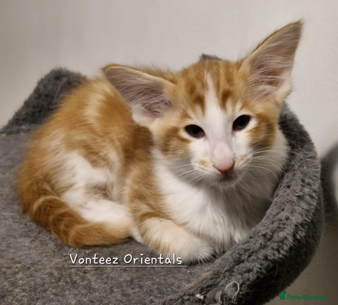 Oriental cats for sale: Stunning Red and White Longhair Oriental  - Advert 8
