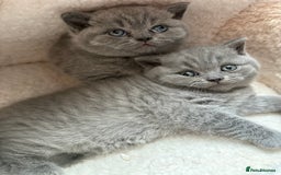 British Shorthair cats for sale: Beautiful blue British shorthair kitten  - Image 6