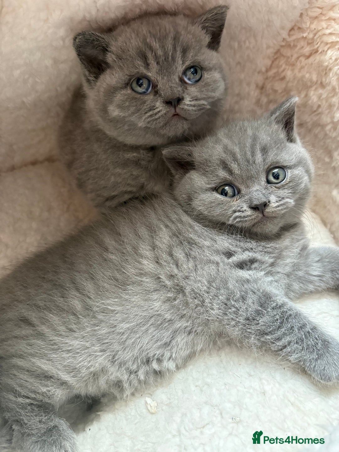 British Shorthair cats for sale: Beautiful blue British shorthair kitten  - Image 6
