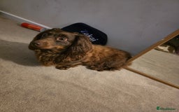 Dachshund dogs for sale: Beautiful brown female dachshund 4-5years - Image 3