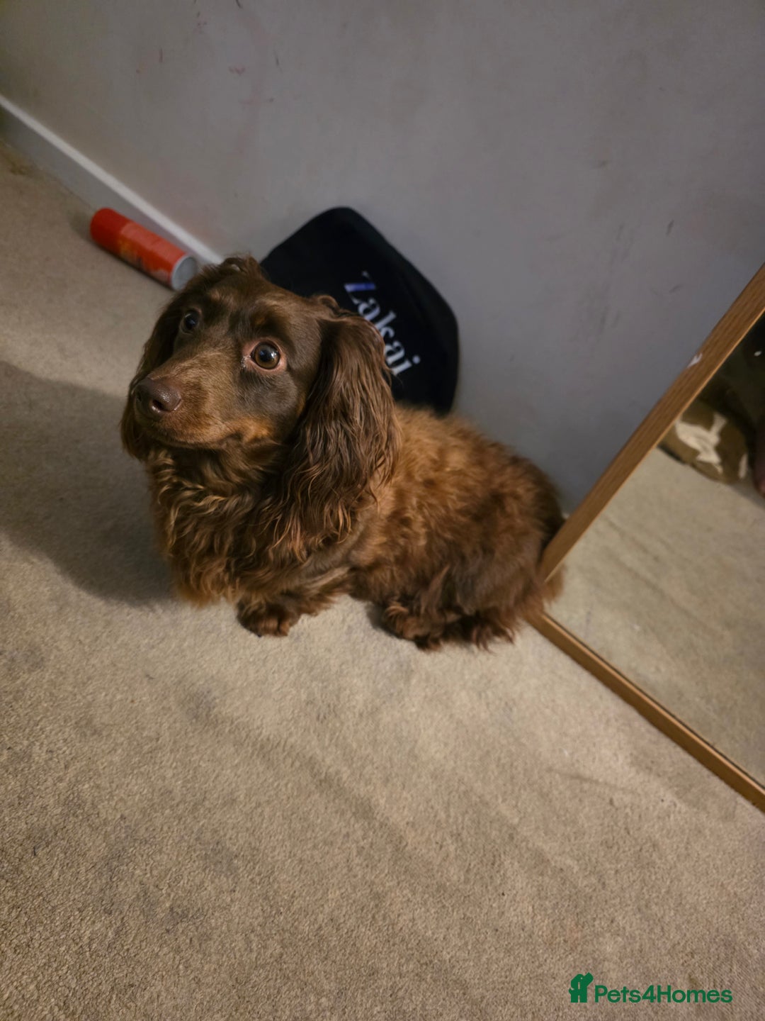 Dachshund dogs for sale: Beautiful brown female dachshund 4-5years - Image 3