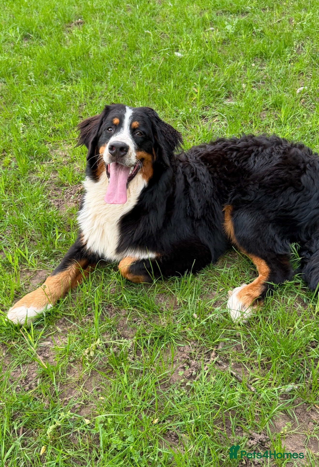 Bernese Mountain Dog dogs 💙🩵Beautiful 8 month old BMD boy💙🩵  - Advert 1