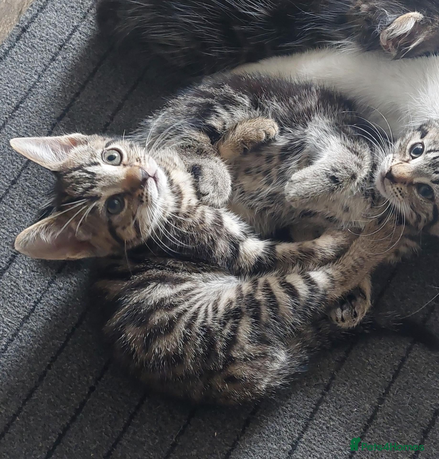 Mixed Breed cats 3 kittens girls for sale - Advert 5