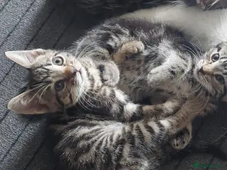Mixed Breed cats 3 kittens girls for sale - Advert 6