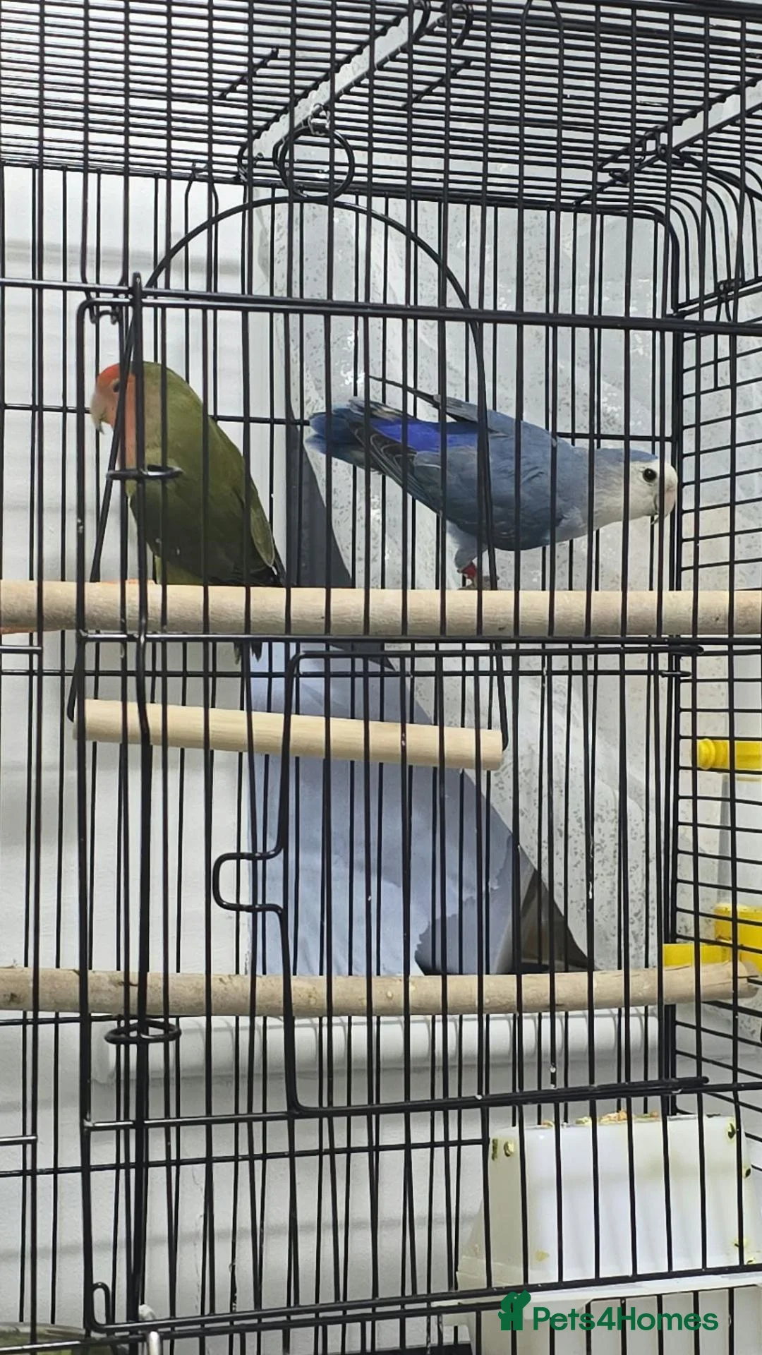 Finches birds for sale: Birds for sale  in Eastbourne - Advert 2