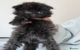 Scottish Fold cats for sale:  A little kittens scotchfold  - Image 5