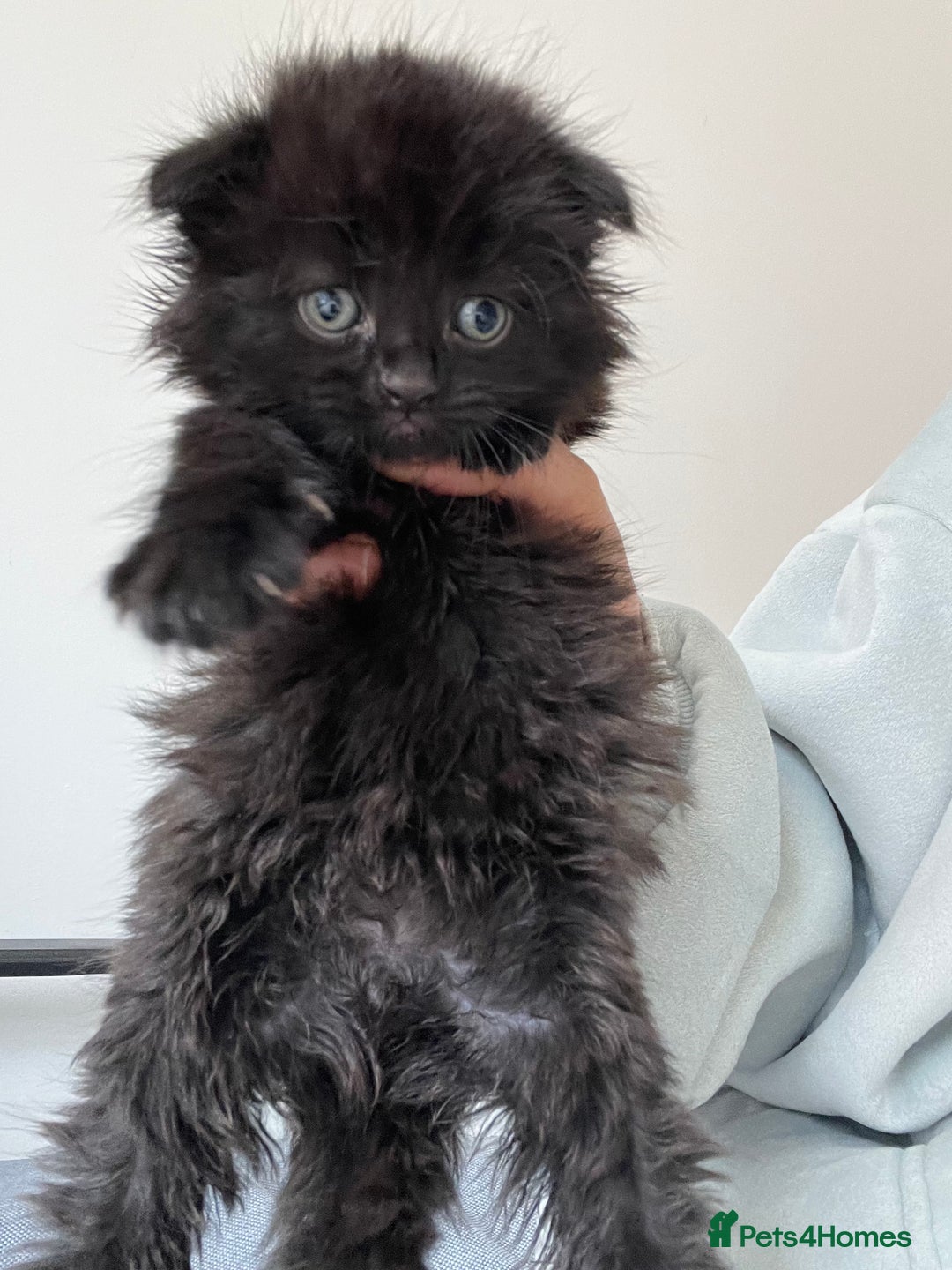 Scottish Fold cats for sale:  A little kittens scotchfold  - Image 5