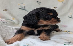 Cavapoo dogs for sale: Stunning Cavapoo puppies, Red. Apricot and Phantom - Image 8