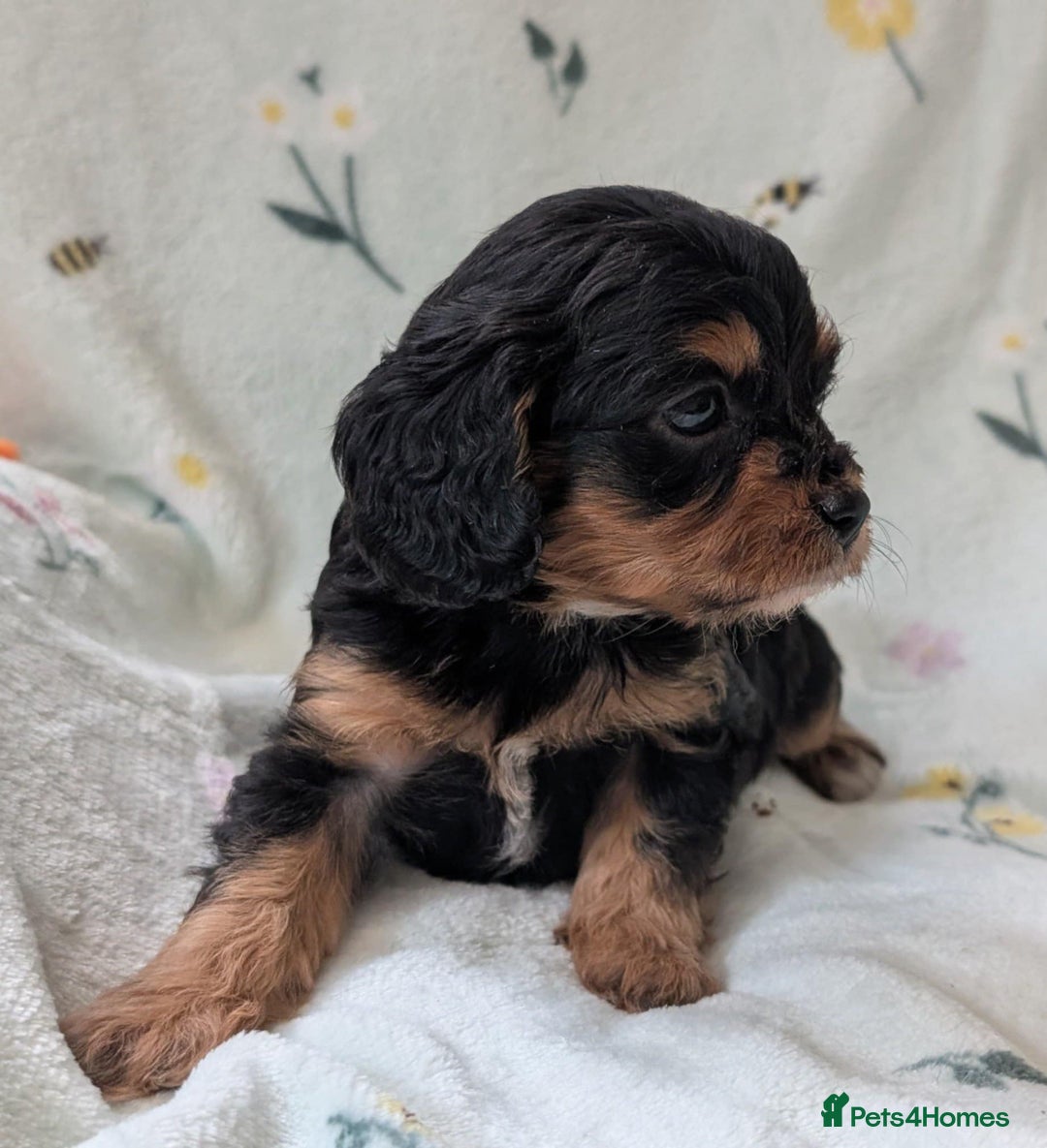 Cavapoo dogs for sale: Stunning Cavapoo puppies, Red. Apricot and Phantom - Image 8