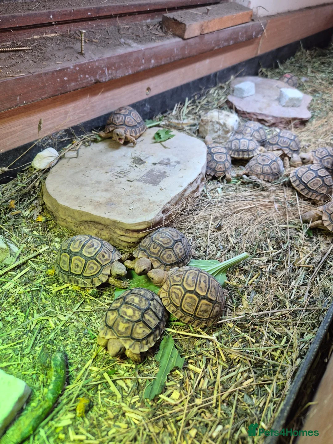Tortoise reptiles for sale: Baby leopard tortoises  - Advert 4