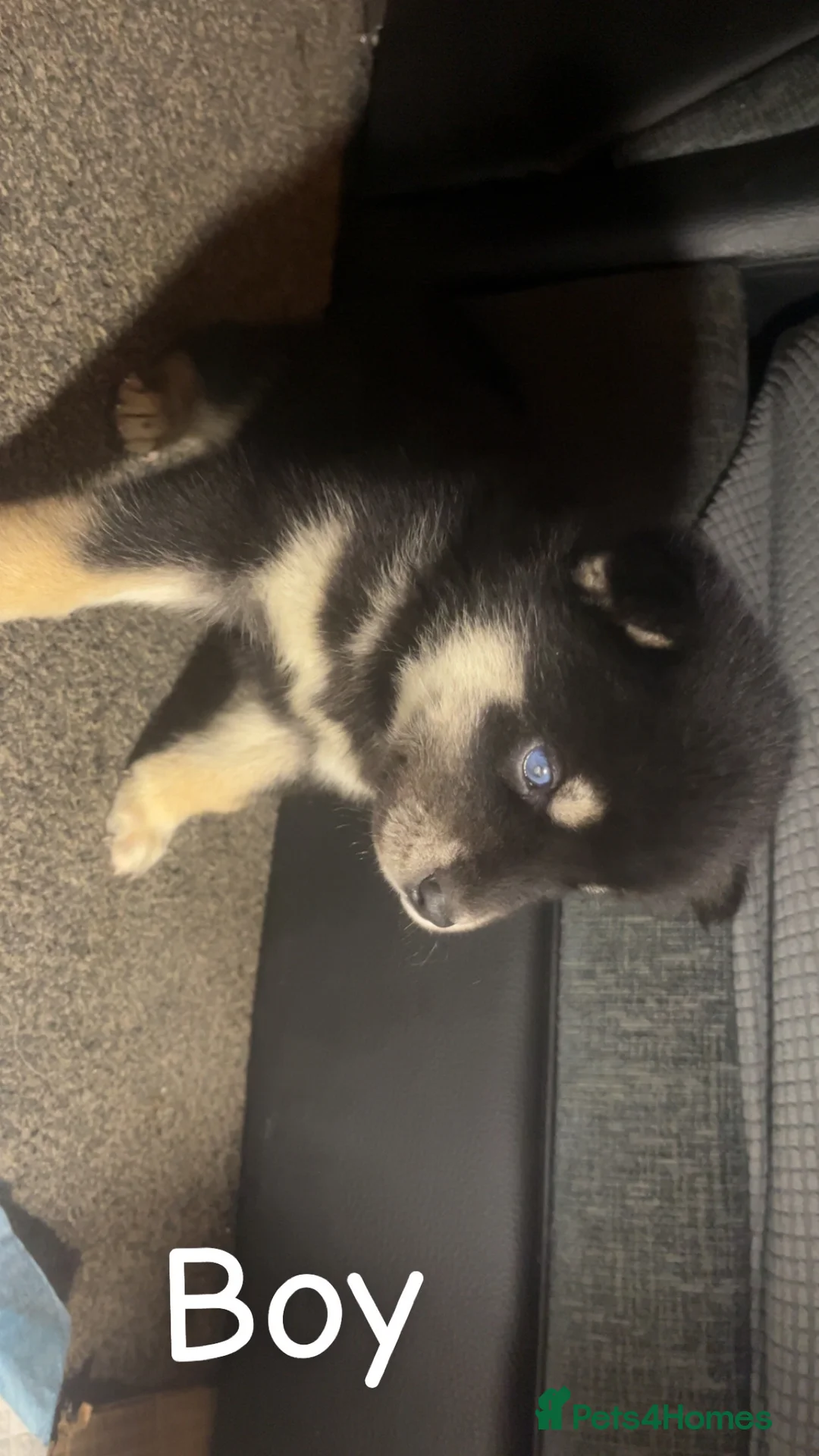 Siberian Husky dogs for sale: 7 husky pups - Advert 11