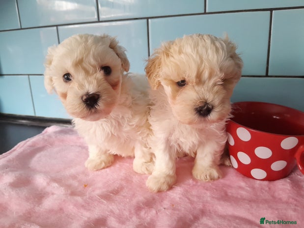 Maltipoo dogs - Advert 4
