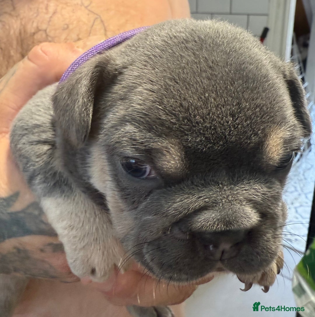 French Bulldog dogs for sale: French bulldog puppies - Image 10