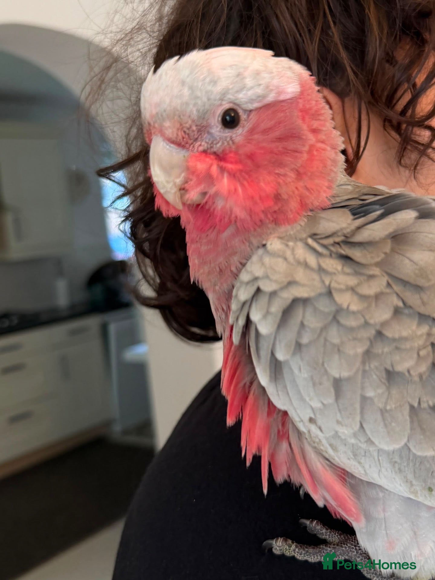 Mixed Breed birds Hand reared Quaker baby Delivery service available - Advert 2