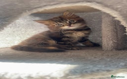 British Longhair cats for sale: 2 female kittens looking for their loving home - Image 6