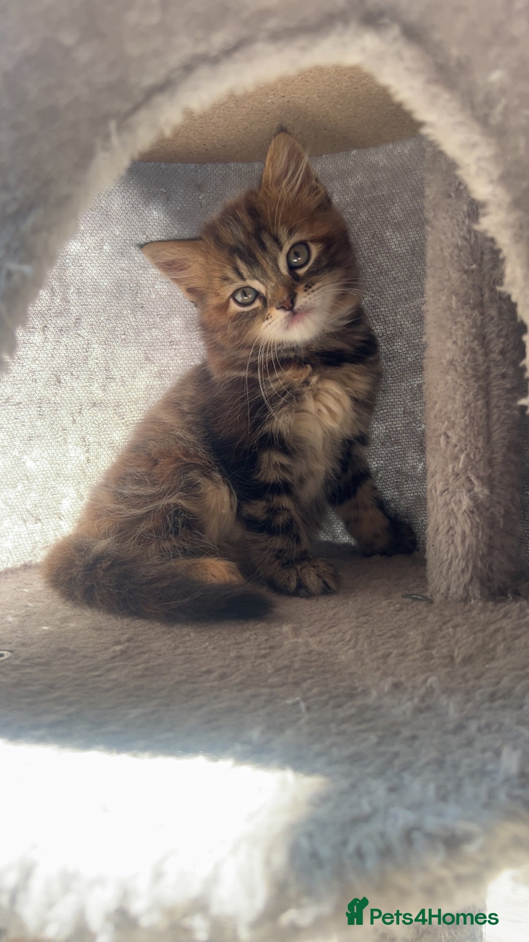 British Longhair cats for sale: 2 female kittens looking for their loving home - Image 6