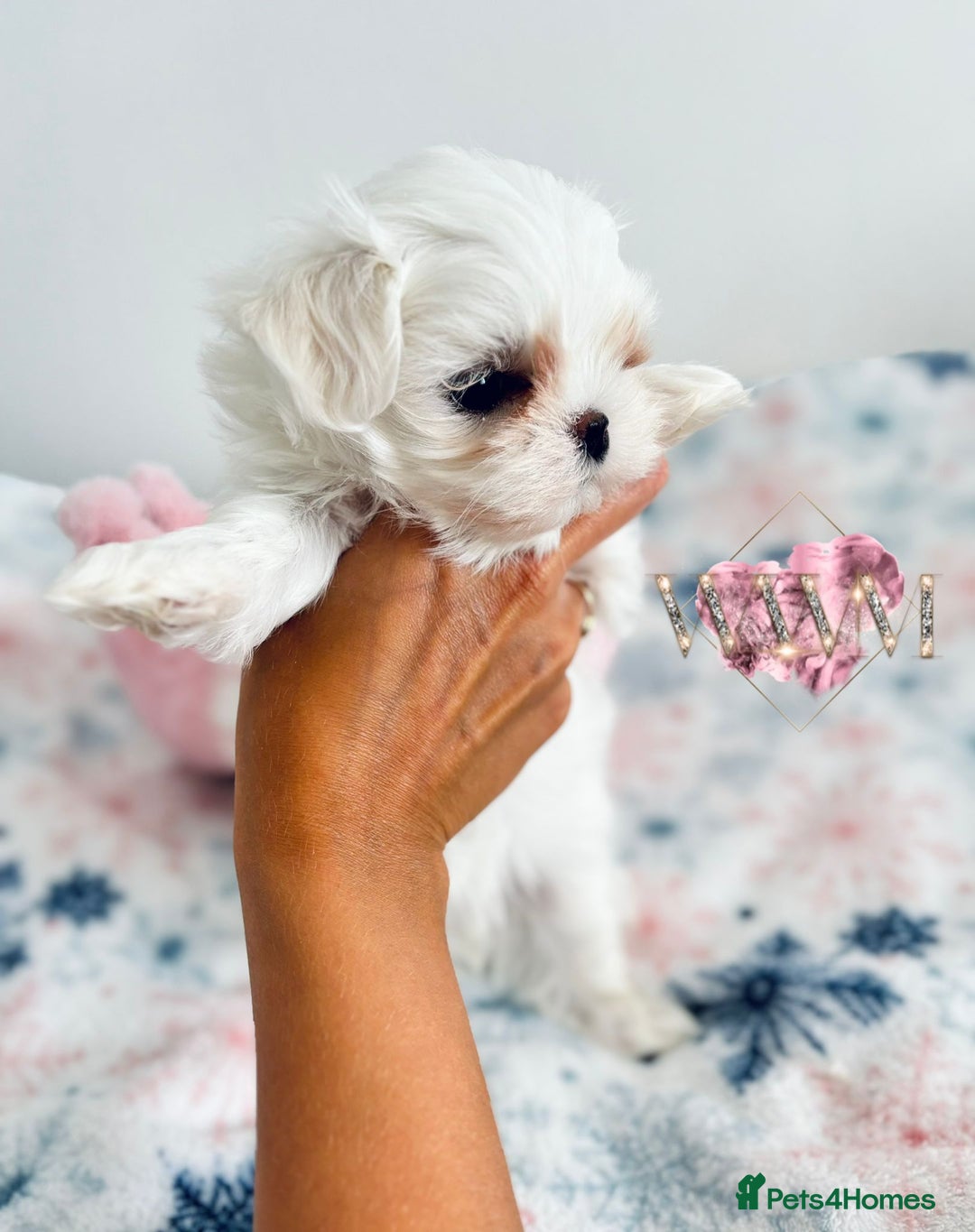 Maltese dogs for sale: 🩷Exquisite Full Korean Maltese Puppies🩵 - Image 13