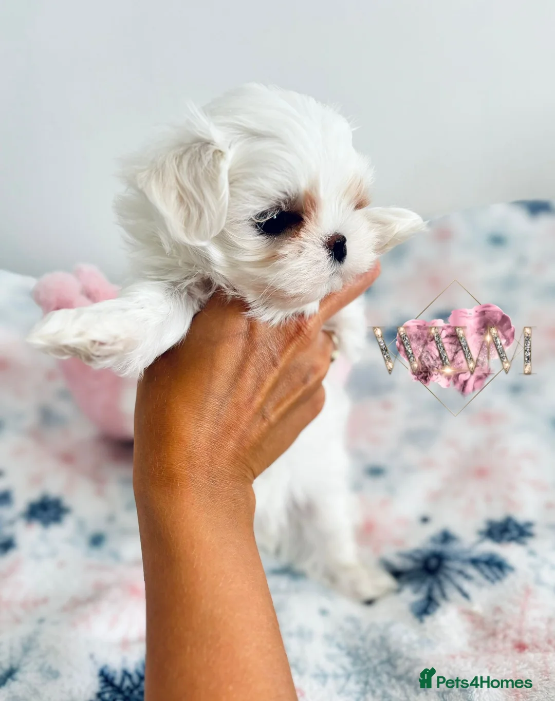 Maltese dogs for sale: 🩵Full Korean Line Maltese Boy🩵 - Advert 14