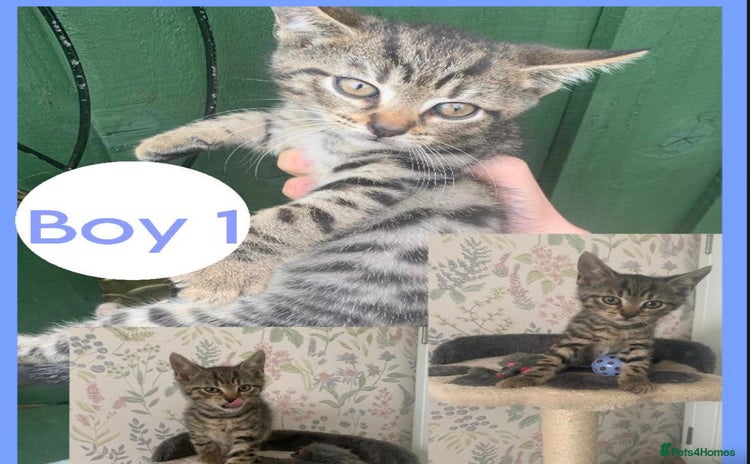 Mixed Breed cats - Advert 15